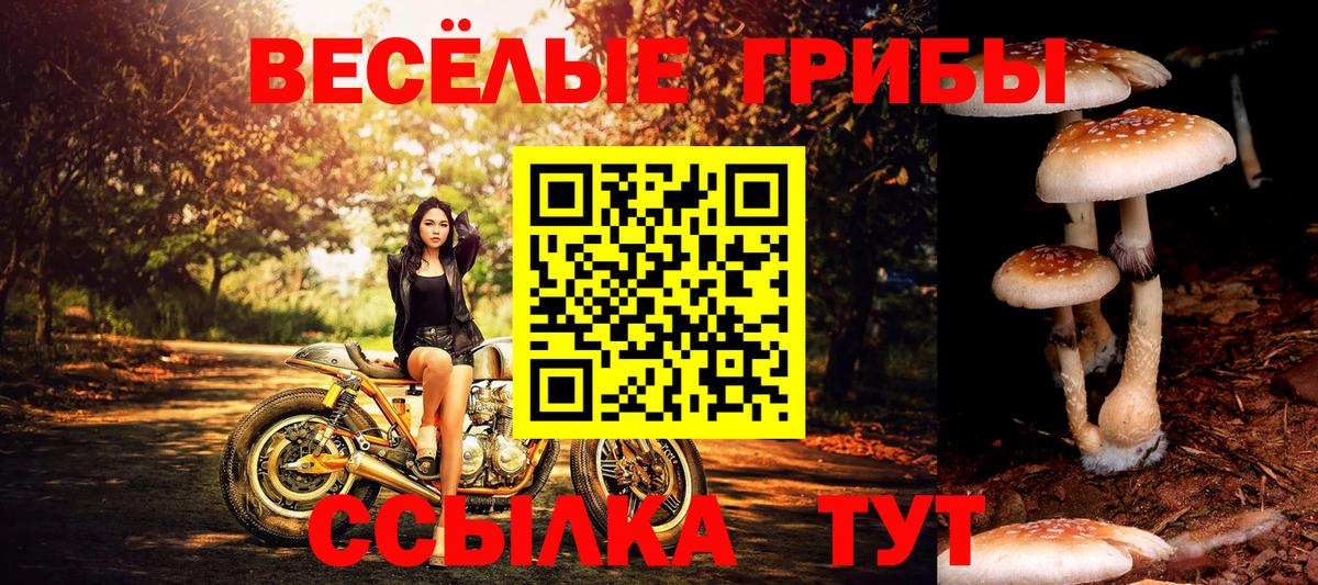 Галлюциногенные грибы Psilocybe  Вход с VPN  Дивногорск 